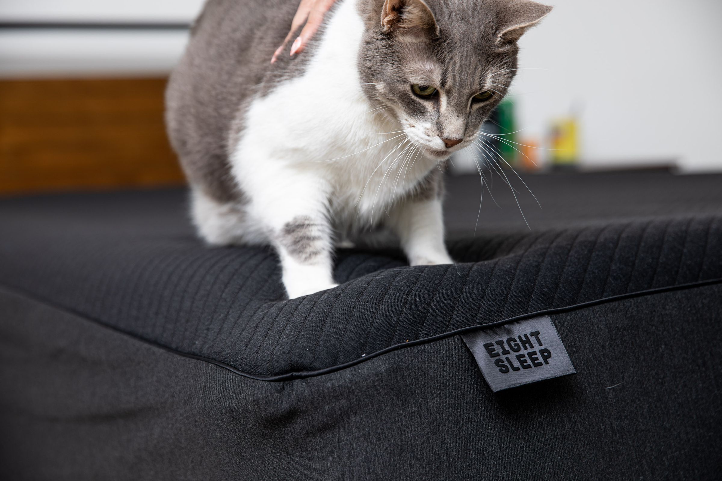 Cat on top of Eight Sleep mattress cover