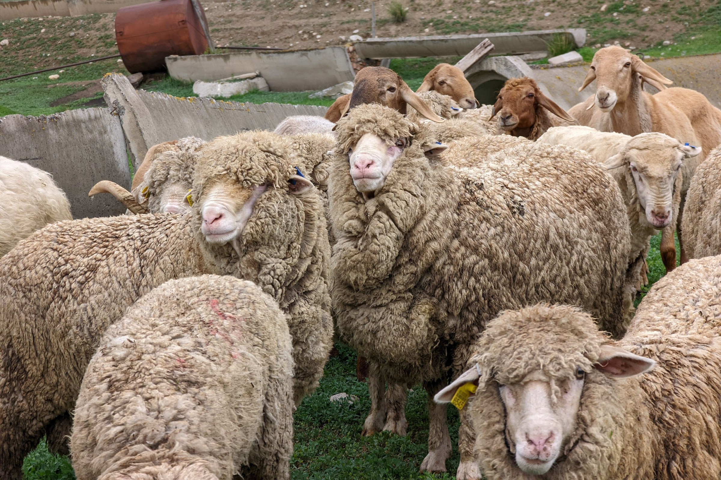Merino sheep near Kyrgyzstan’s Lake Issykül, at Jaichy sheep farm and yurt camp run by shepherd Baatyrbek Akmatov and his family.