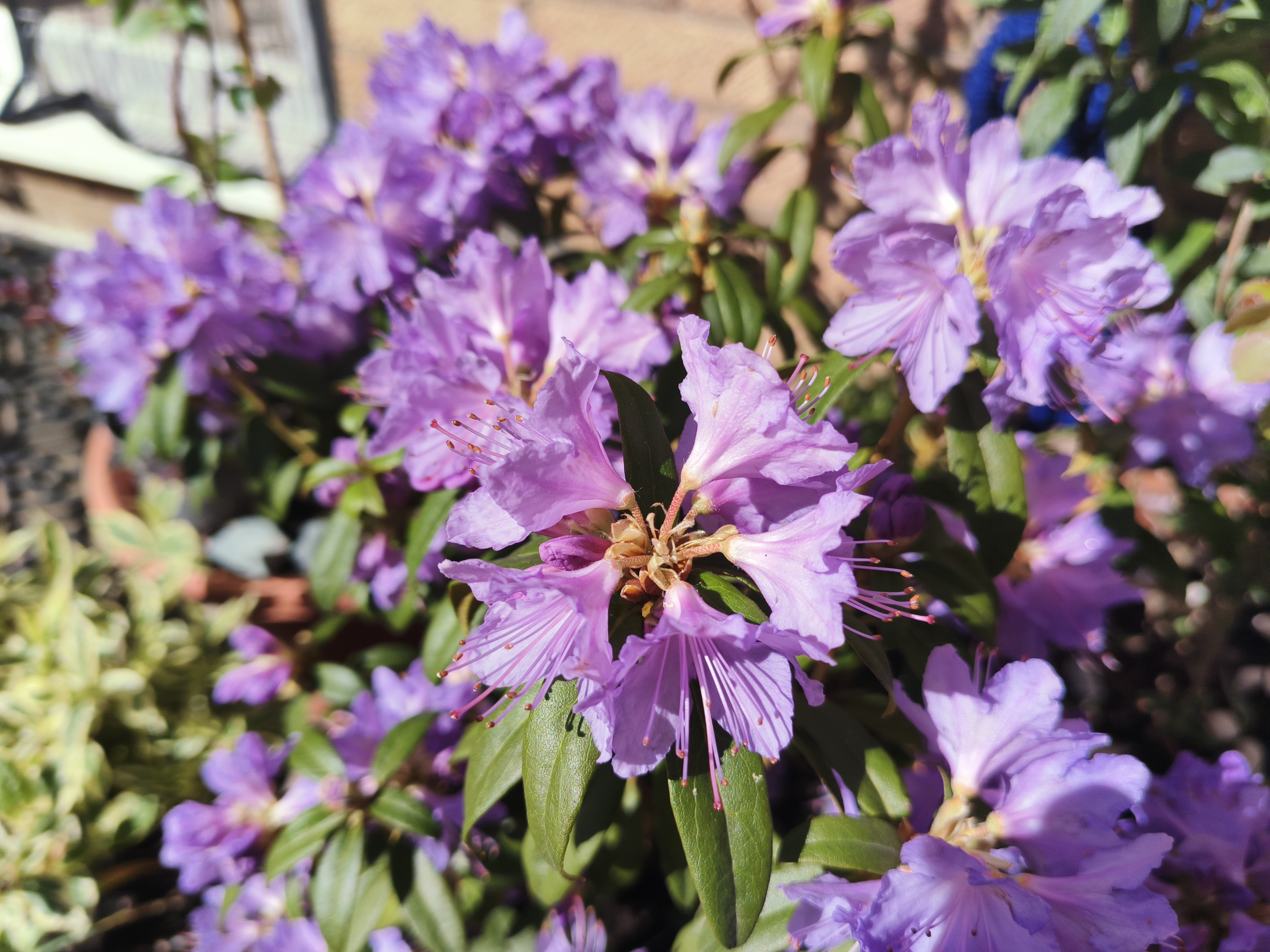 Example pictures taken with Oukitel WP200 Pro