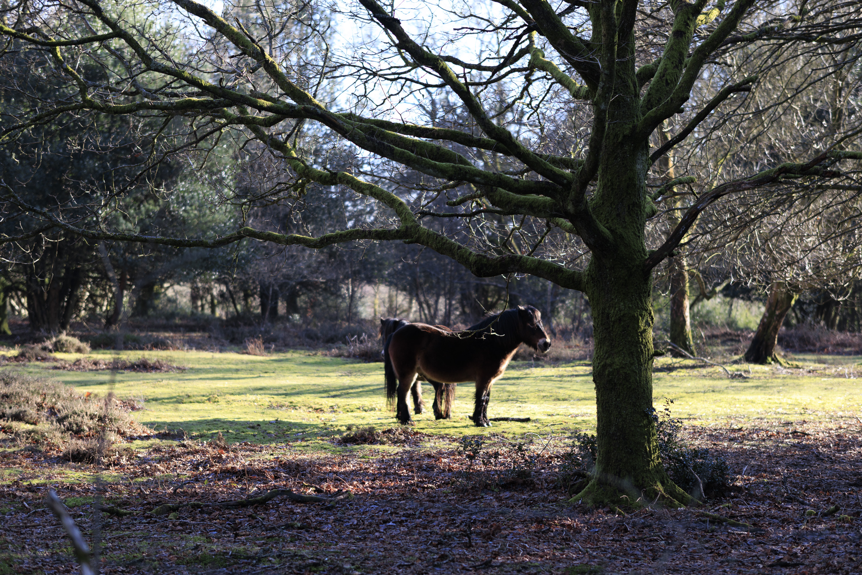 Sigma 56mm F1.4 DC DN Contemporary image gallery: two ponies underneath a large tree in the countryside