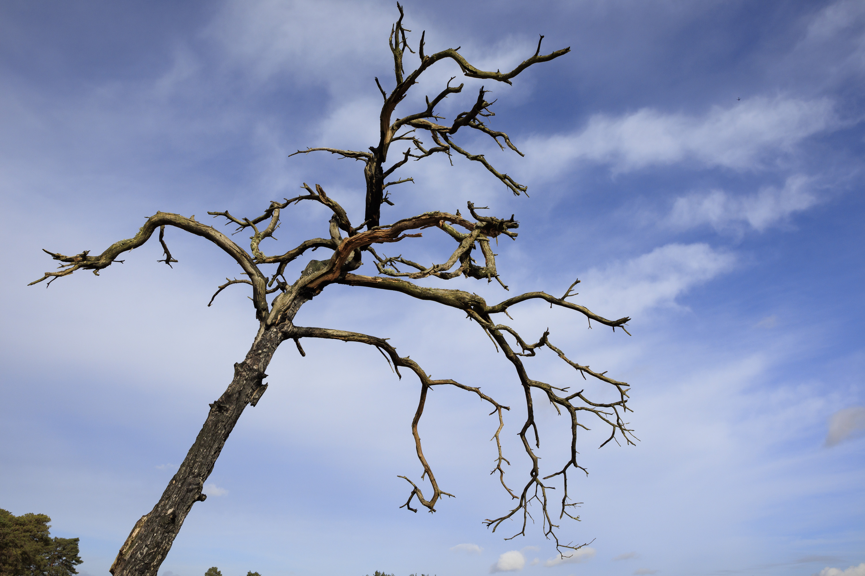 Sigma 16mm F1.4 DC DN Contemporary image gallery – a dead tree in front of a blue sky