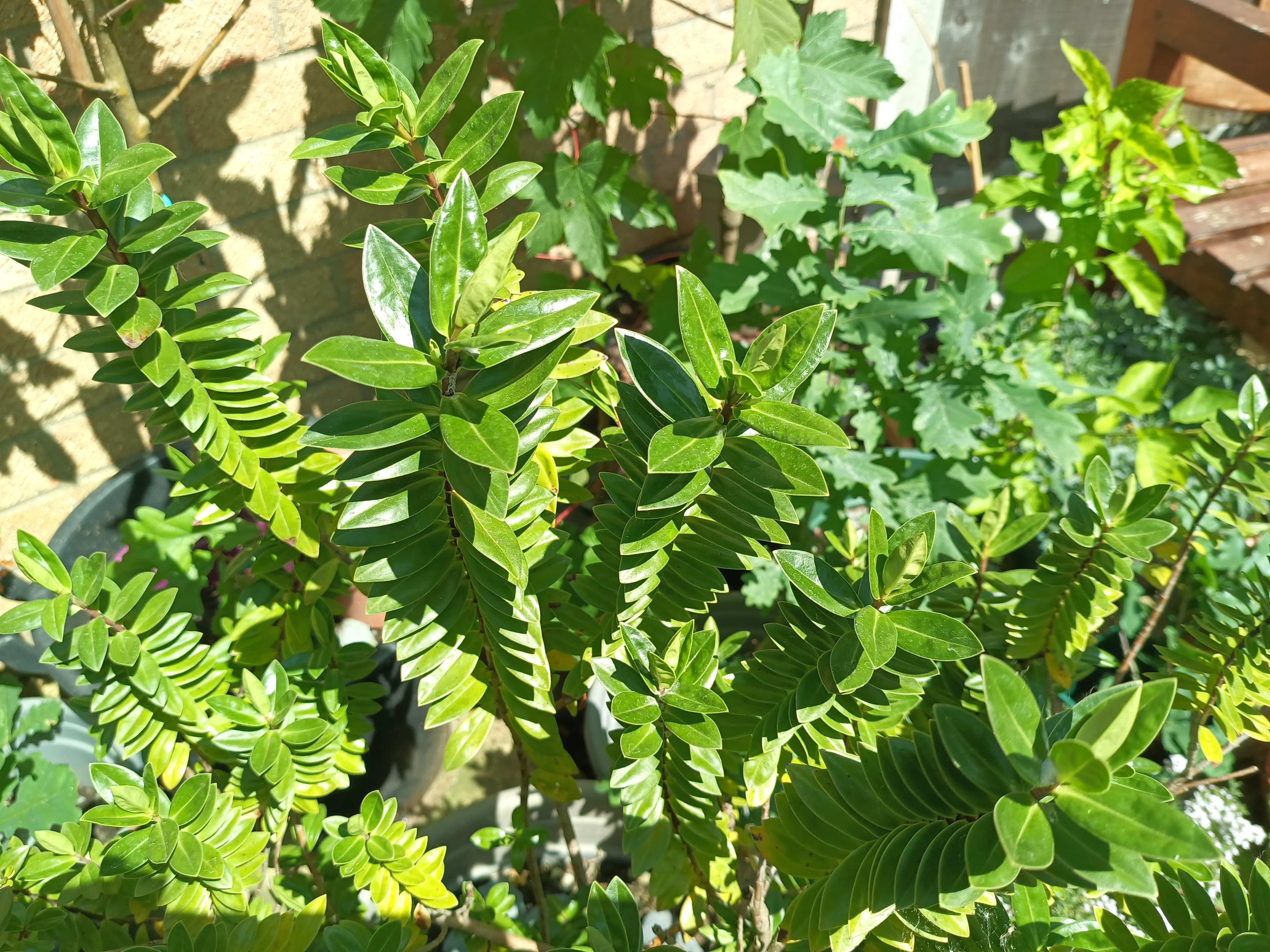 Example images from the Oukitel WP300