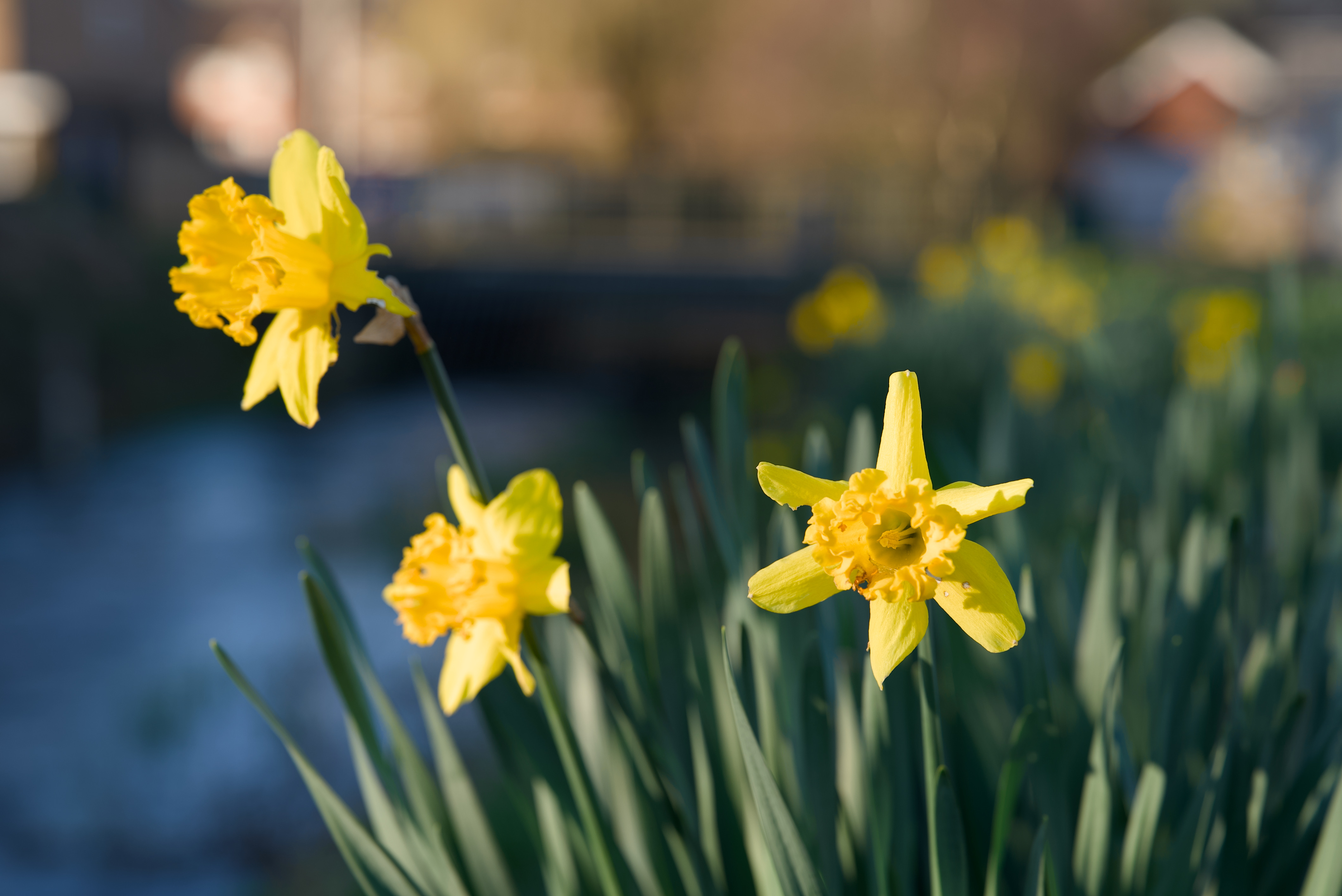 Sony FE 28-70mm f/2 GM lens test images, shot with the Sony A7S III camera body
