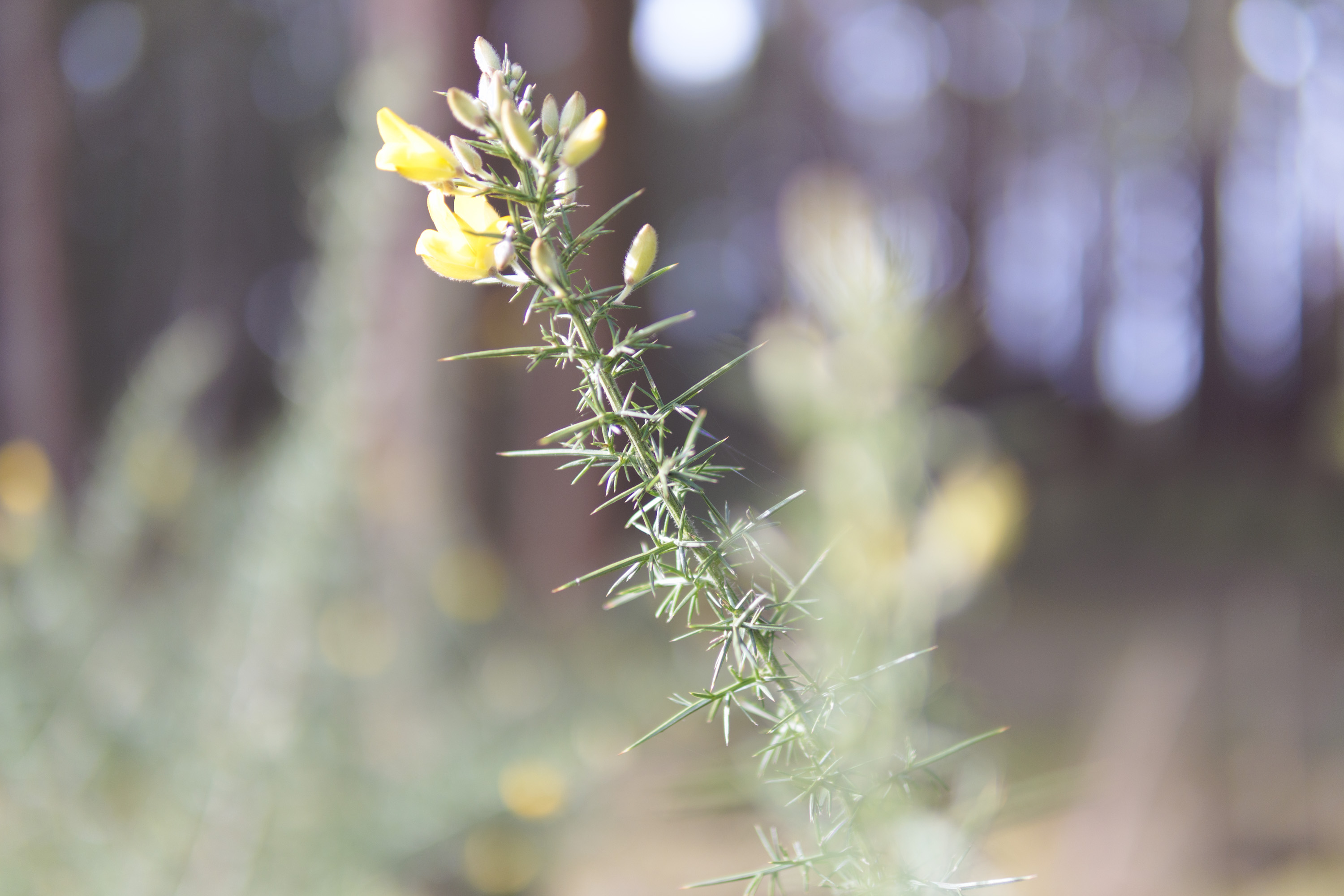 Sigma 30mm F1.4 DC DN Contemporary image gallery: yellow gauze in a woodland, very shallow depth of field.