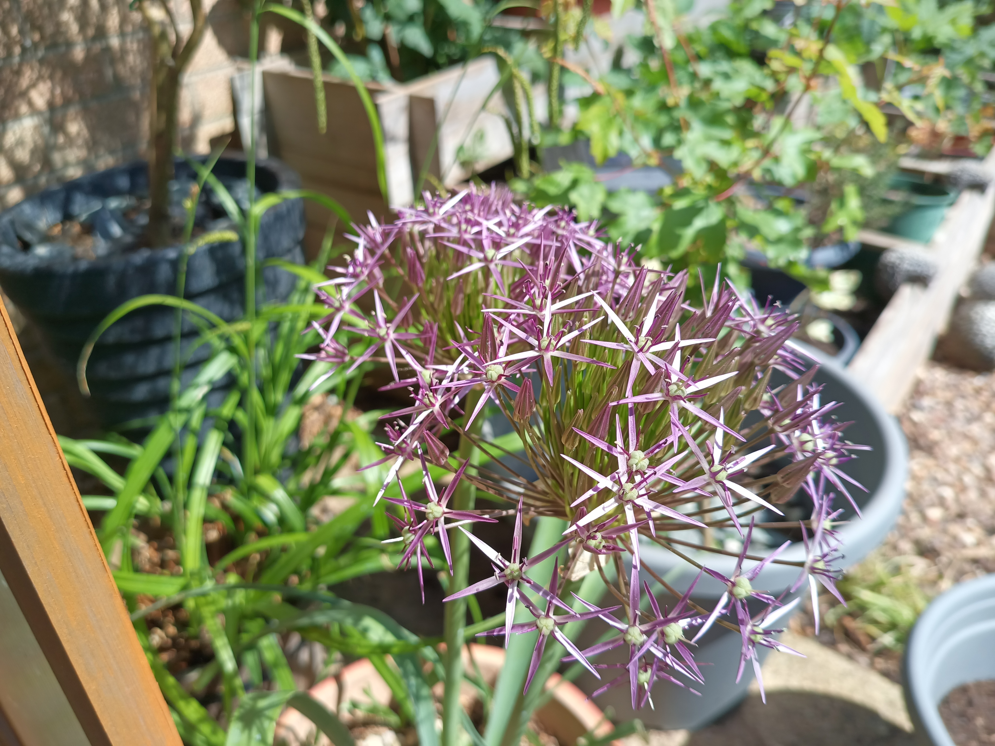 Example images from the Oukitel WP300