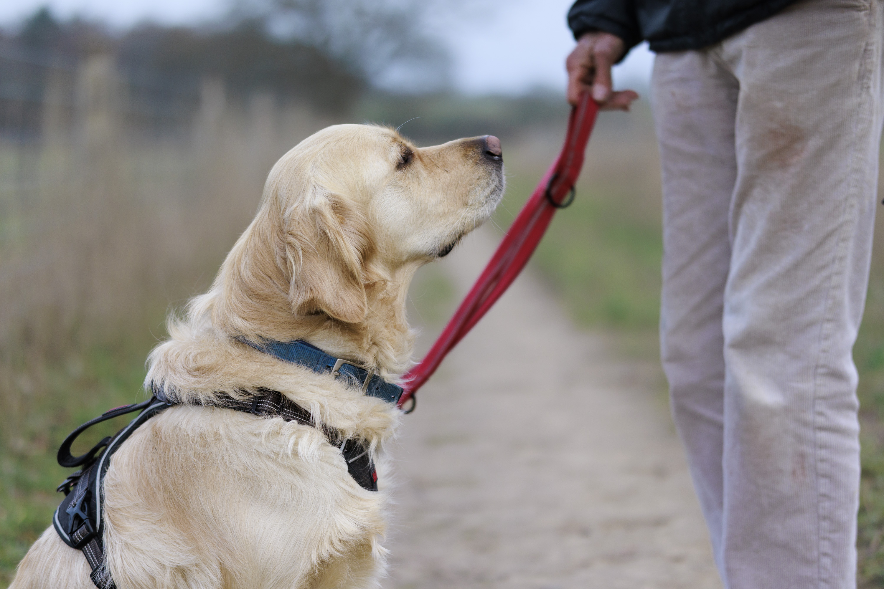 Sigma 56mm F1.4 DC DN Contemporary image gallery: a golden retriever dog sat at its owner's feet on a footpath during a cloudy day