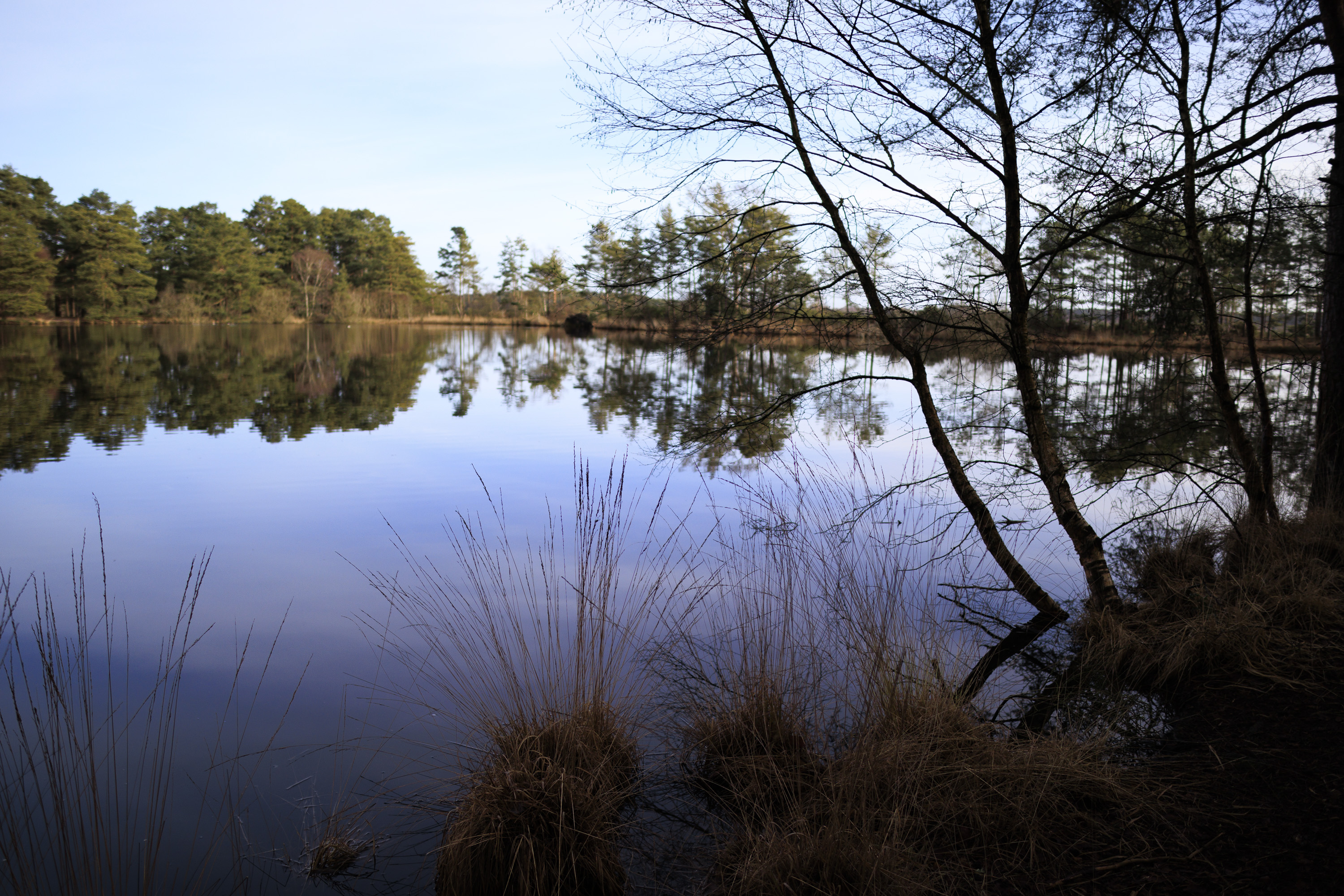Sigma 16mm F1.4 DC DN Contemporary image gallery: a tree-lined lake