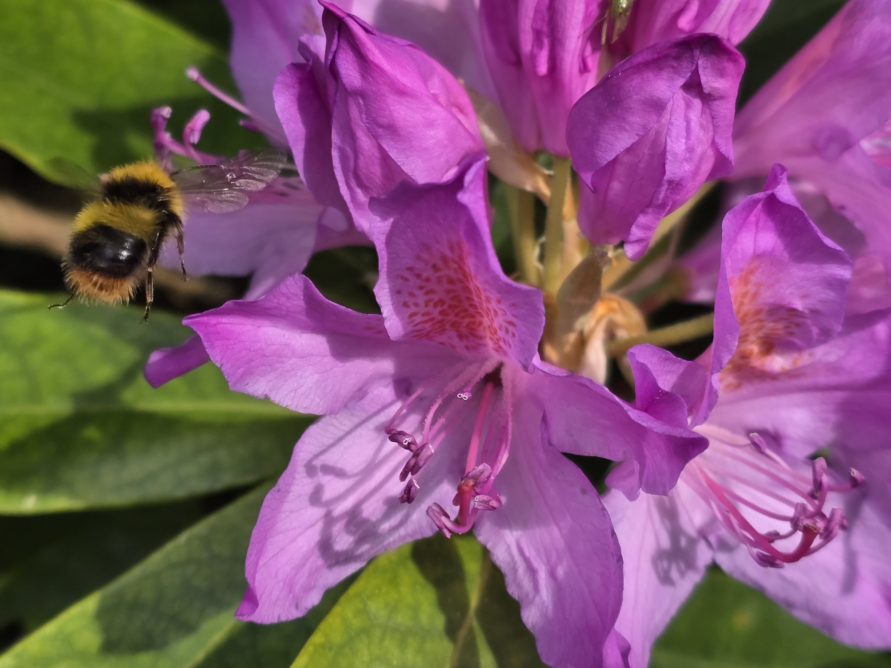 A photo taken using the Samsung Galaxy S25 Edge's 2x optical quality zoom.