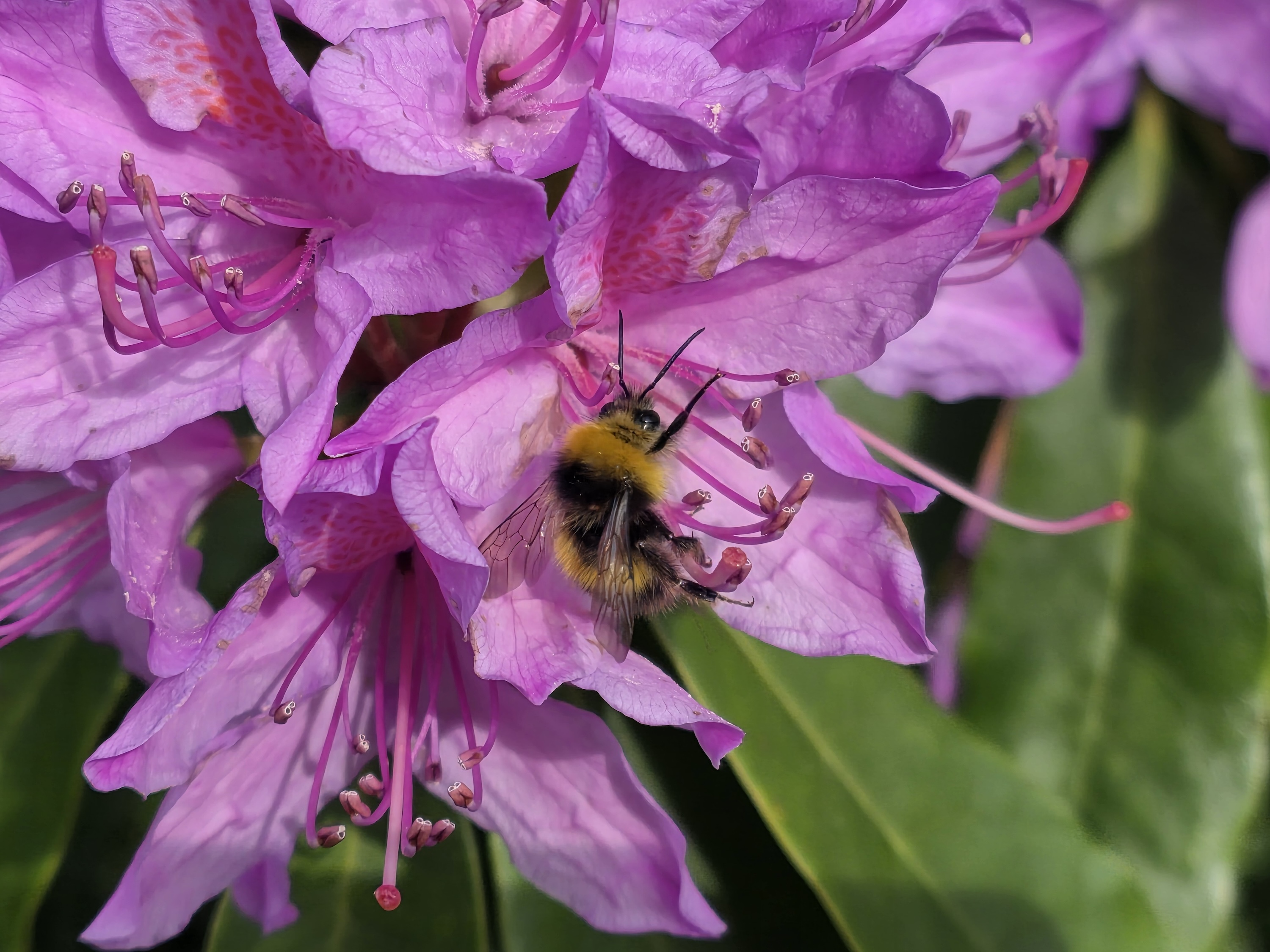 A photo taken using the Samsung Galaxy S25 Edge's 3x optical quality zoom.