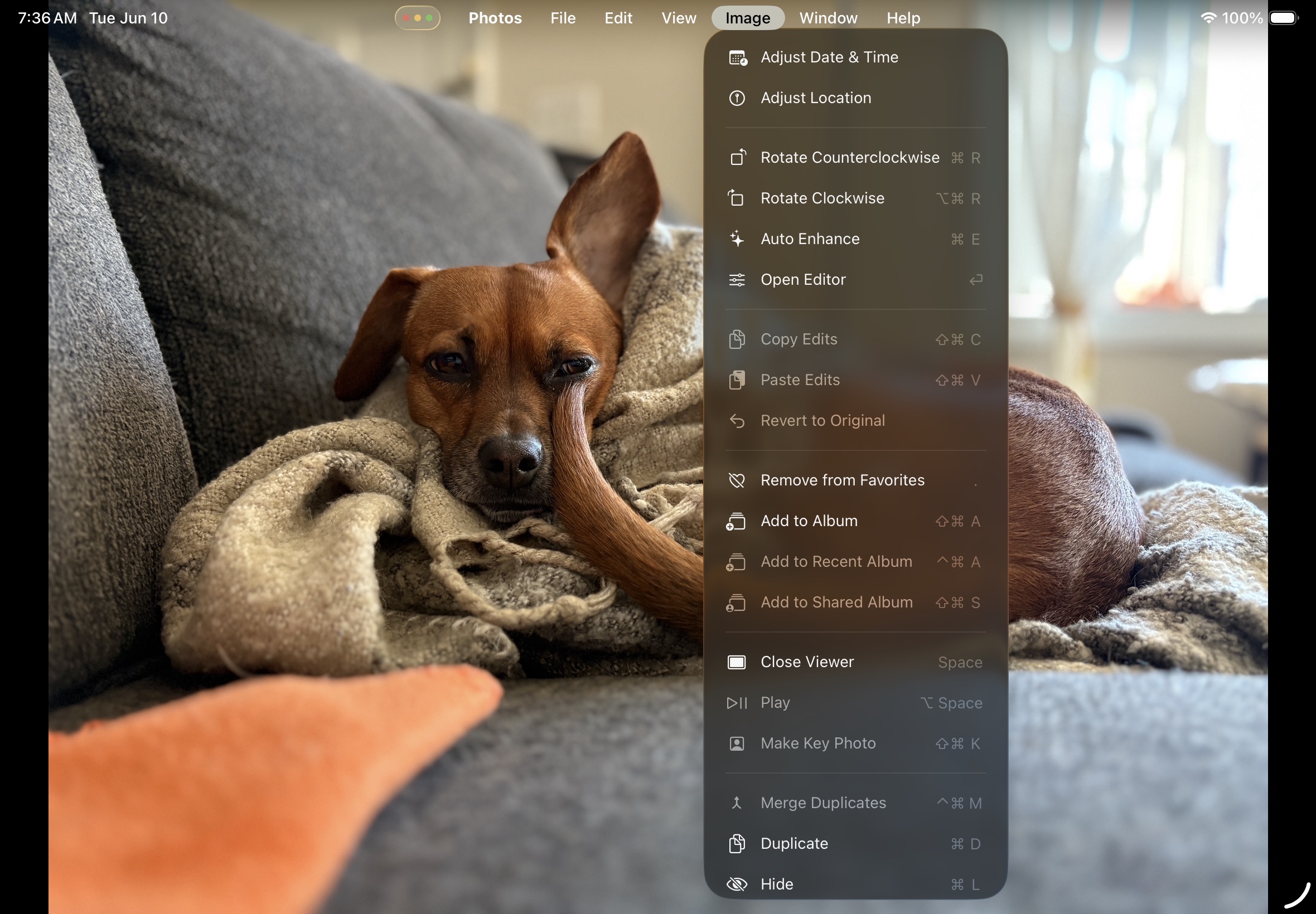 A photo of a dog, with the iPad’s menu bar expanded over top.