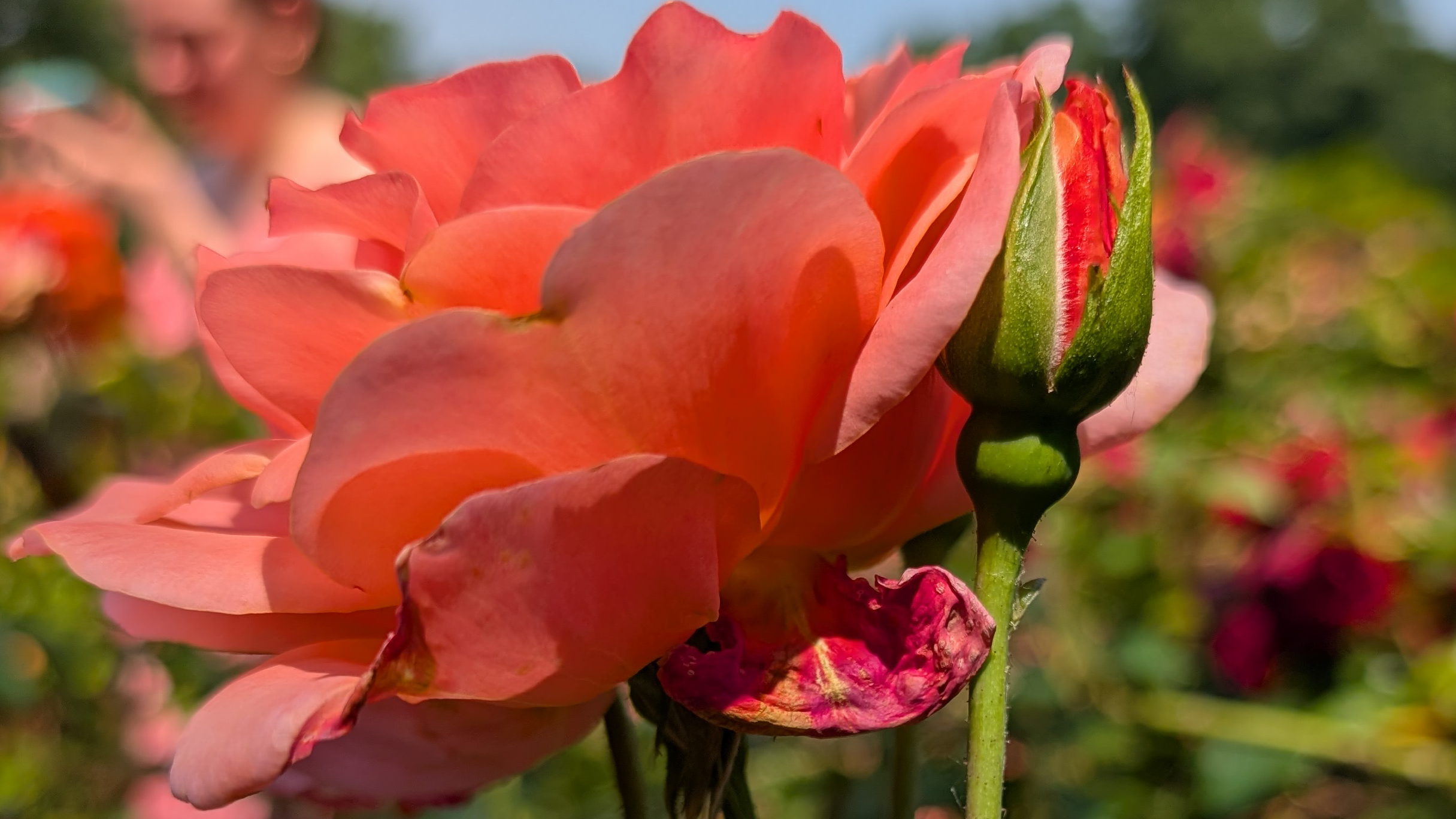 A pink flower photographed with the Google Pixel 9 Pro 
