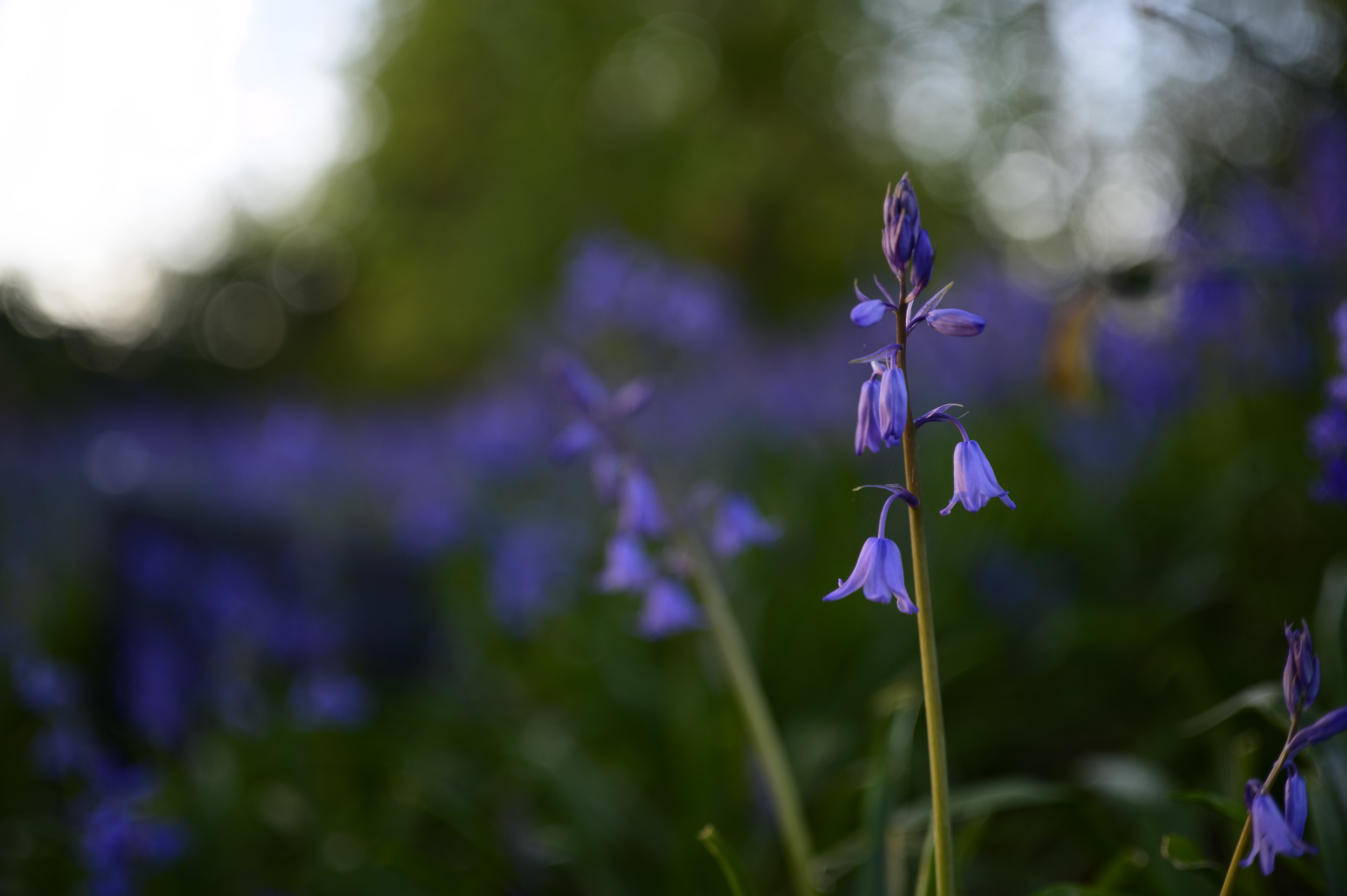 Bluebells close up, during golden hour with dappled light through trees, taken with the Viltrox AF 50mm F2 Air lens