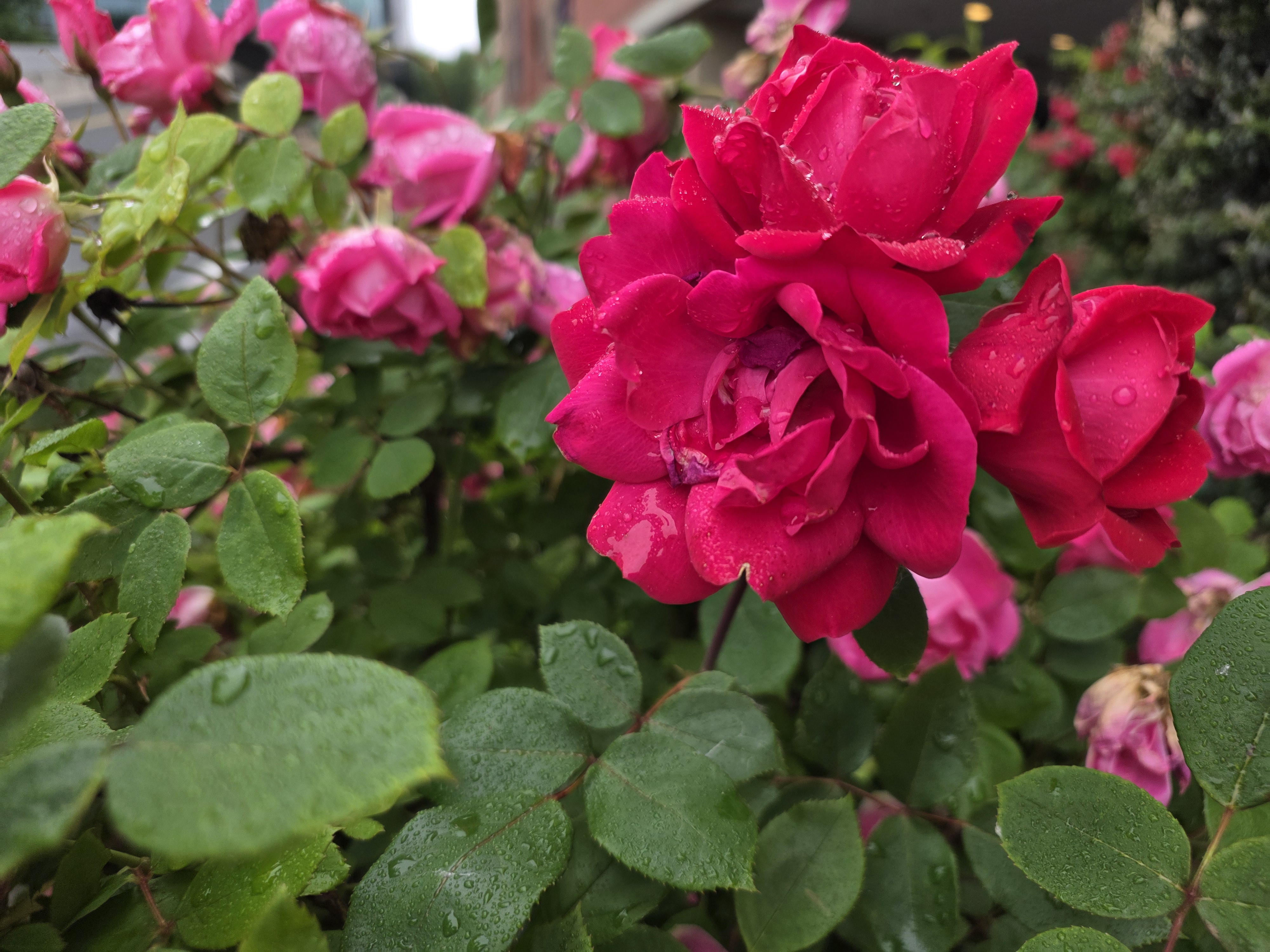 Sample photo taken with Samsung Galaxy S25 Edge