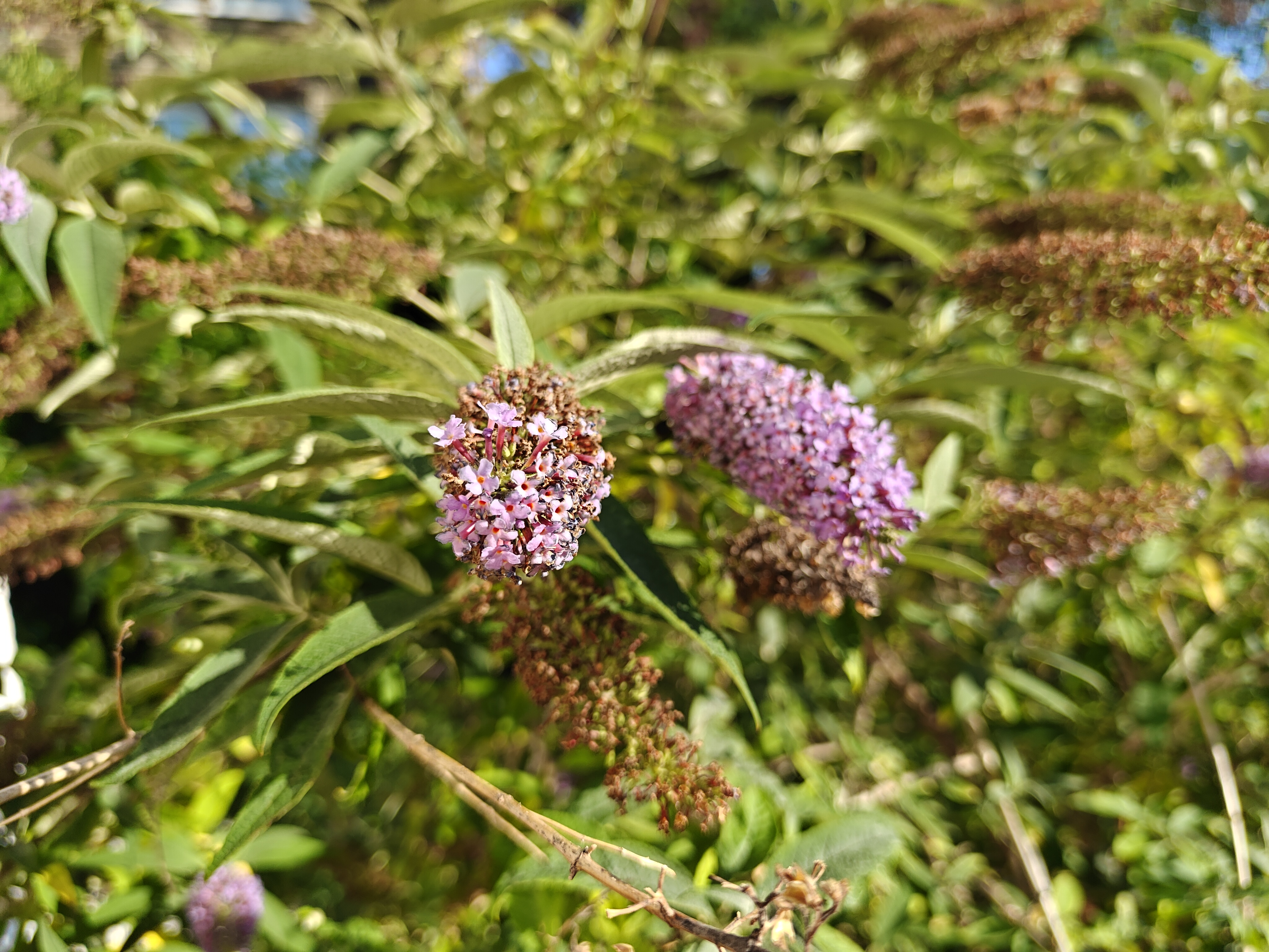 A camera sample captured on the OnePlus Nord 5.