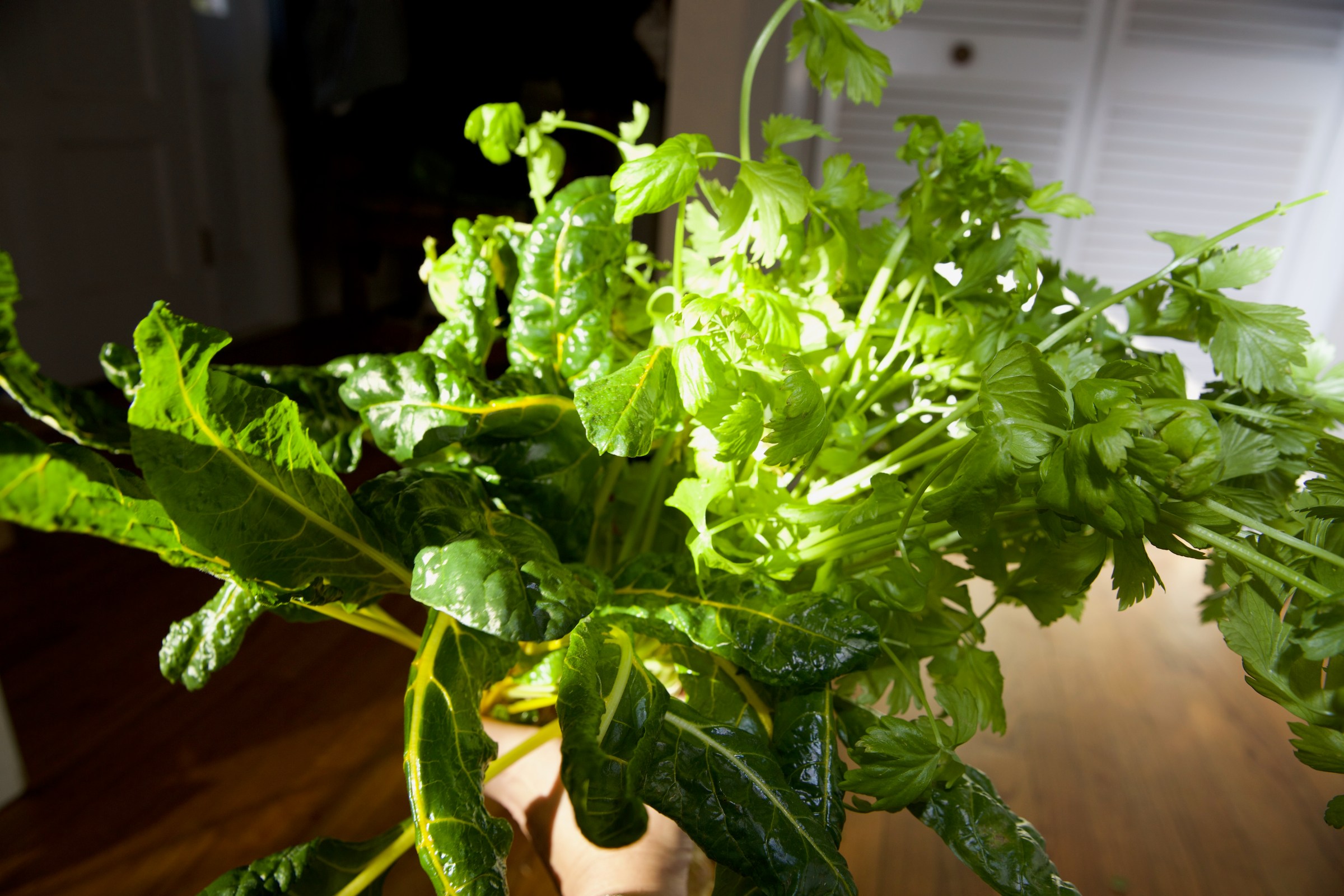 Within a few weeks, several plants, including the chard and celery, were really flourishing, so I decided to transplant them to my garden (we’ll see how long that lasts) and try a few new plants.