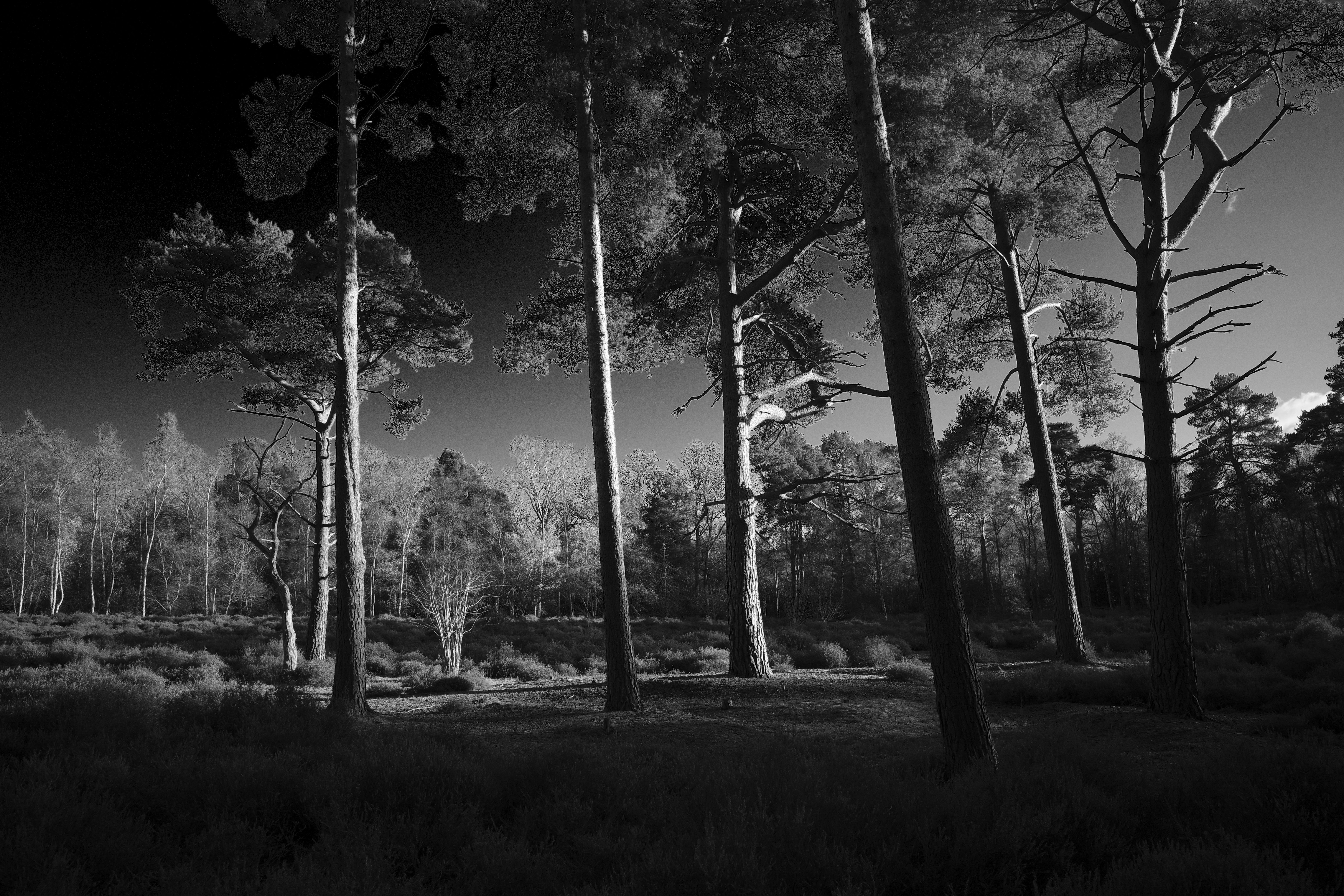 Ricoh GR IV sample images - trees ina  clearing, black and white photo