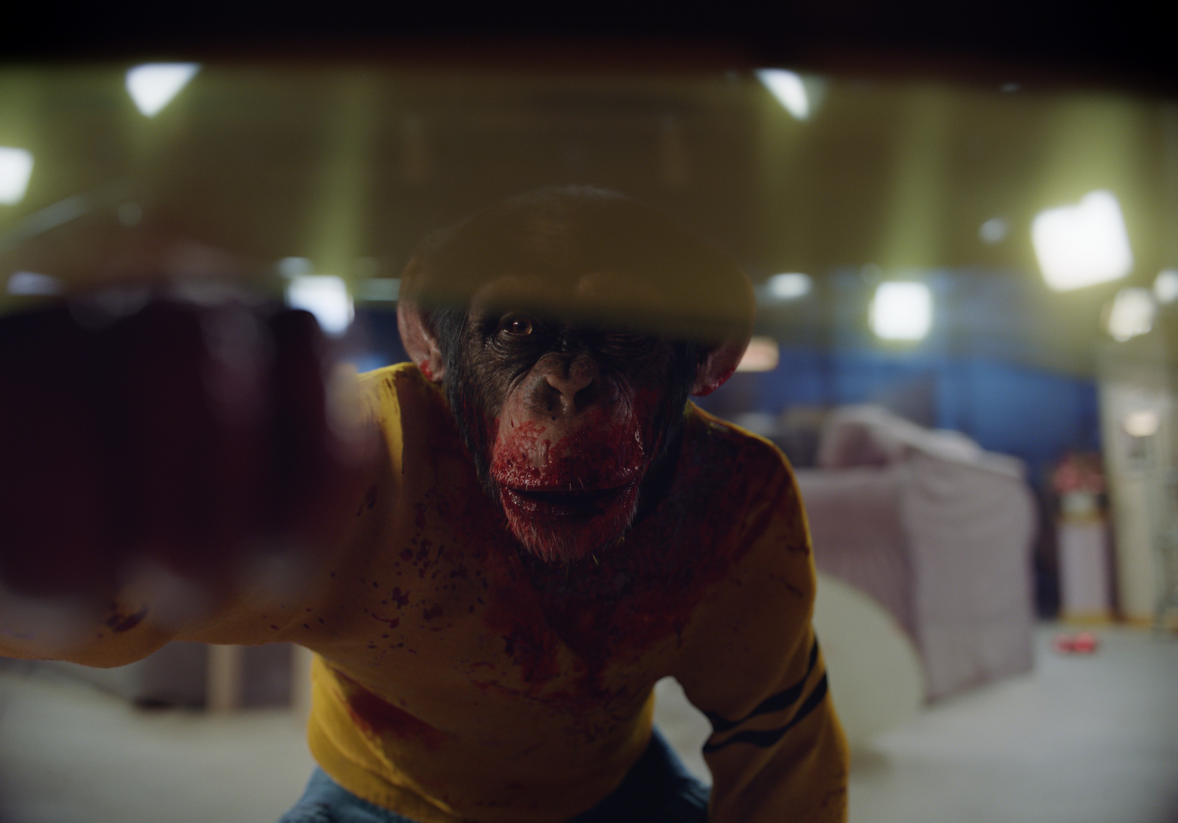 Gordy the chimp looks under the table in a scene from Nope.