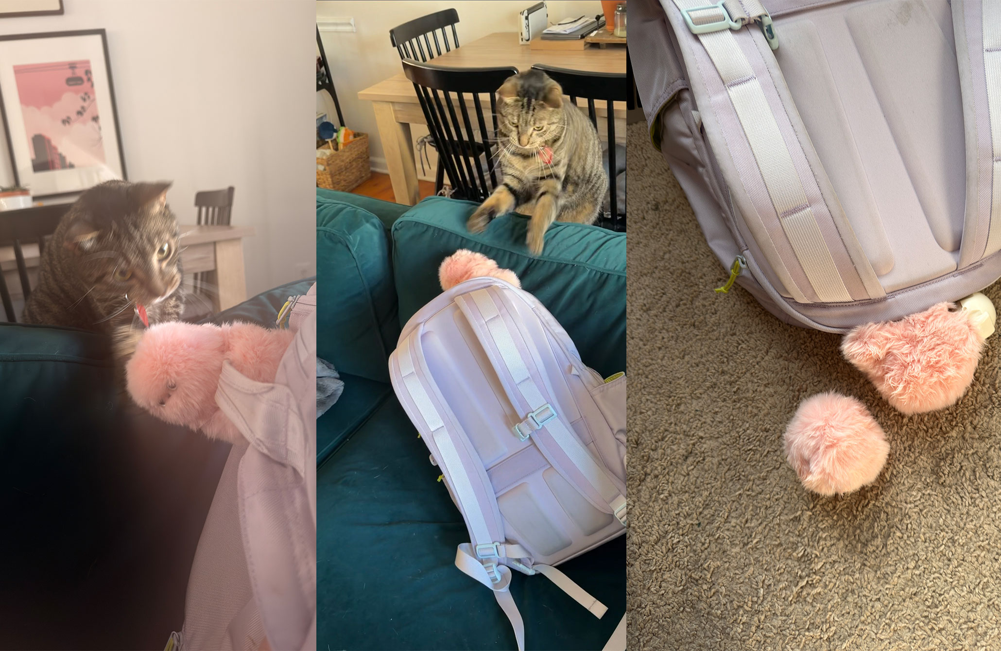 The Decapitation of Mirumi by the Cat Petey, a short-lived two-week saga.