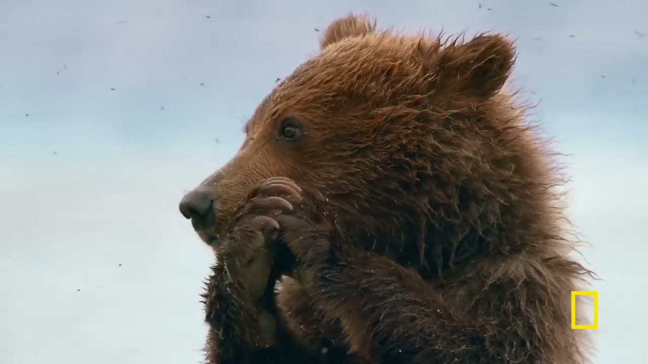 QUEENS | Official Trailer | National Geographic - YouTube