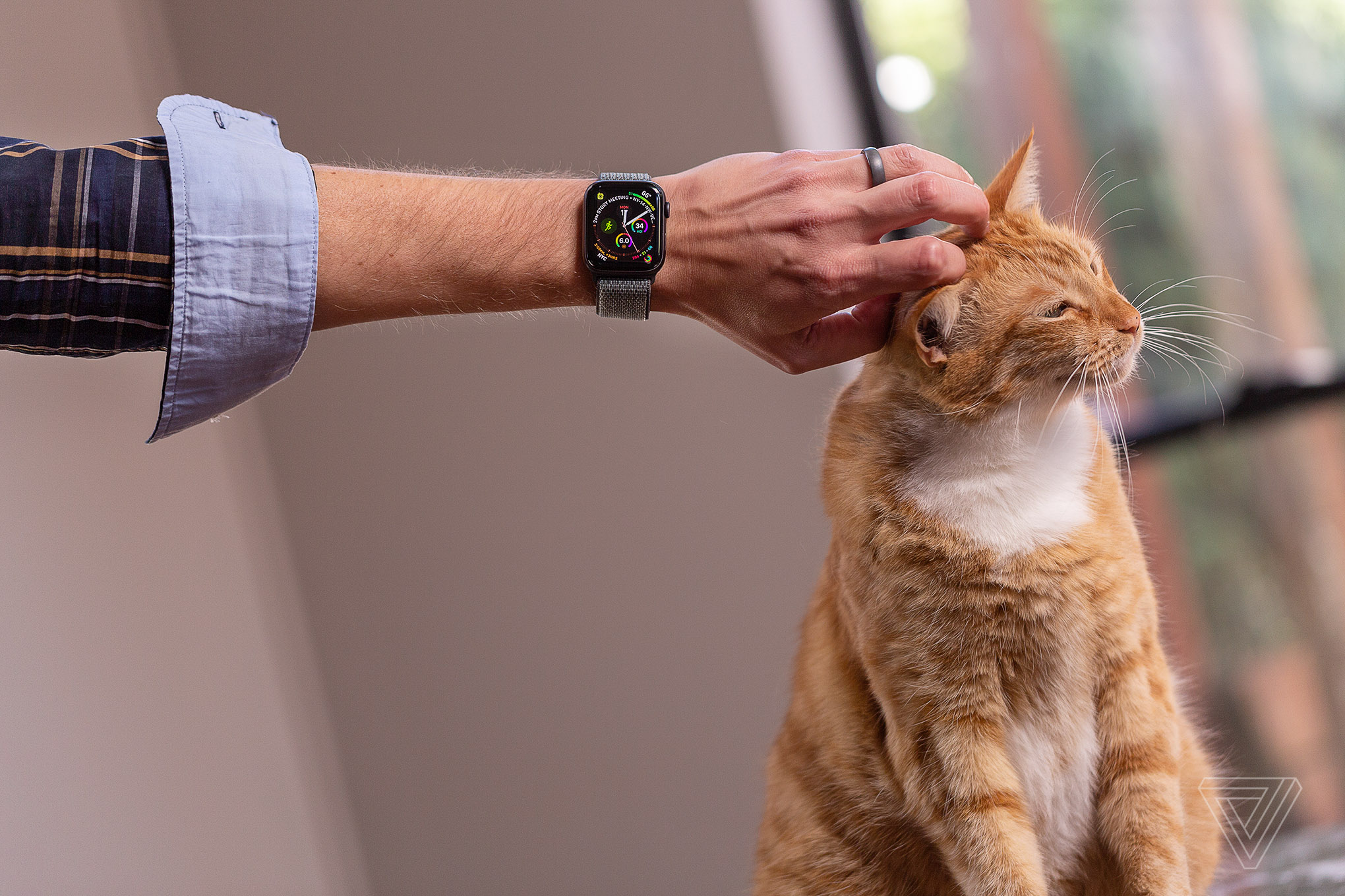 Person wearing Apple Watch Series 4 petting an orange cat
