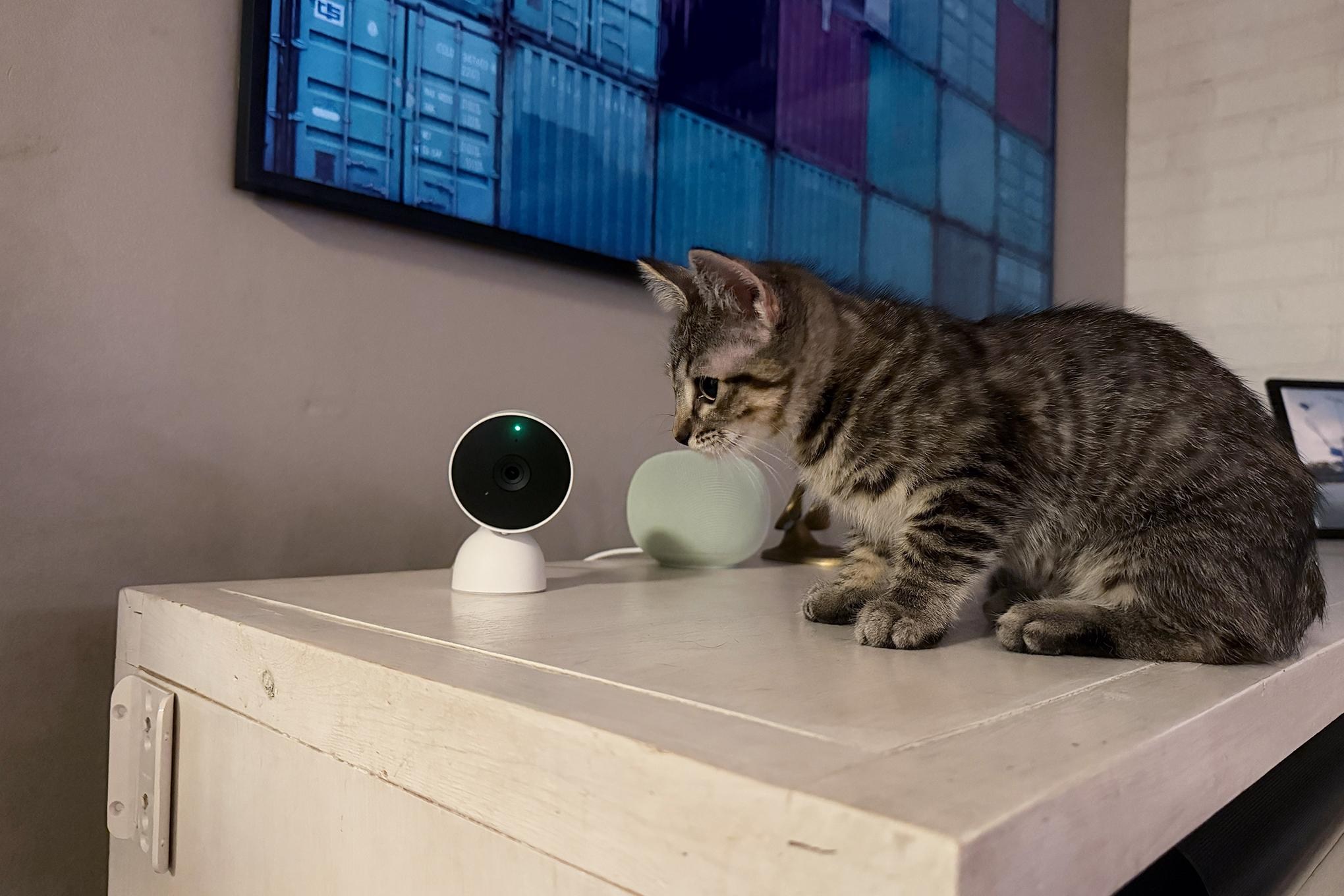 Grey tabby kitten sitting in front of a home security camera.