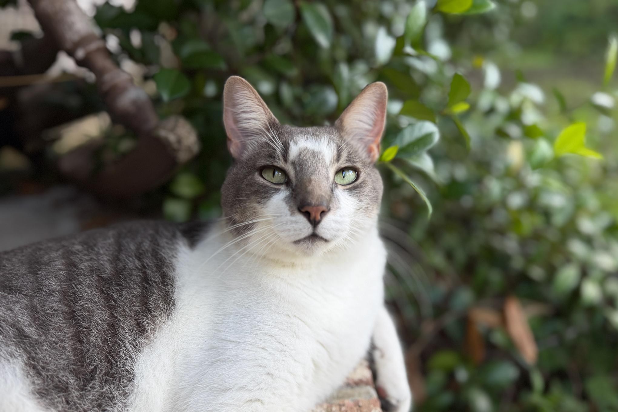 White and grey tabby cat sitting in front of a home security camera.
