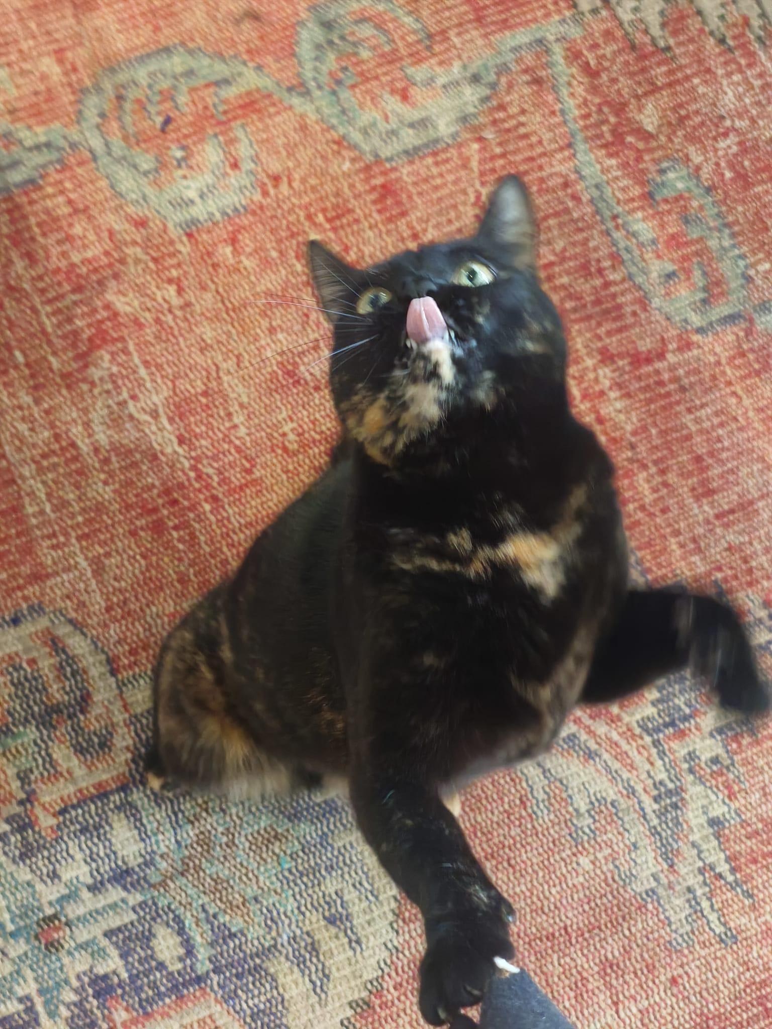 Photo of a blurry cat with its tongue out caught in motion