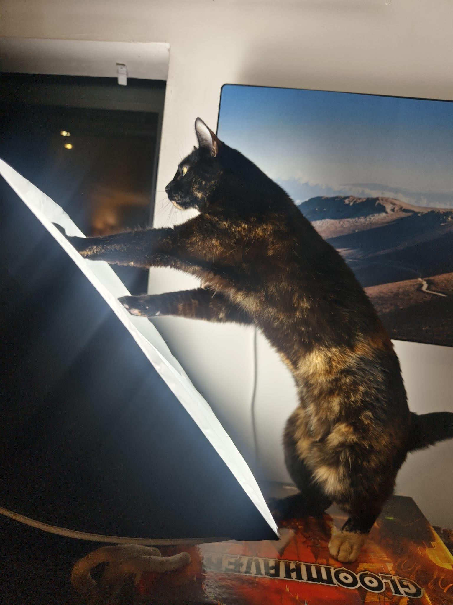 <em>So long as your pets don’t get too distracted by it.</em>