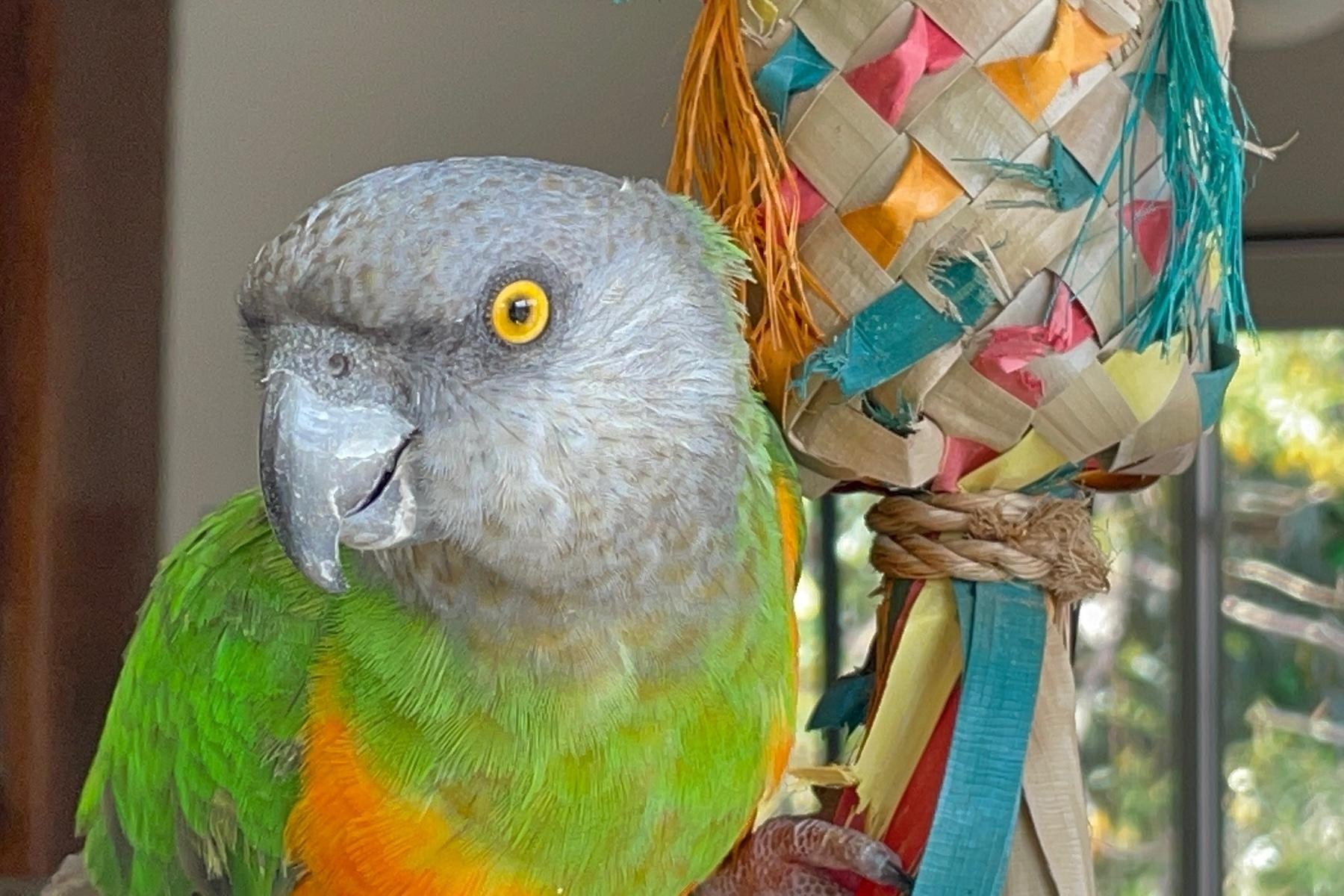 A Senegal parrot next to a colorful bird toy.