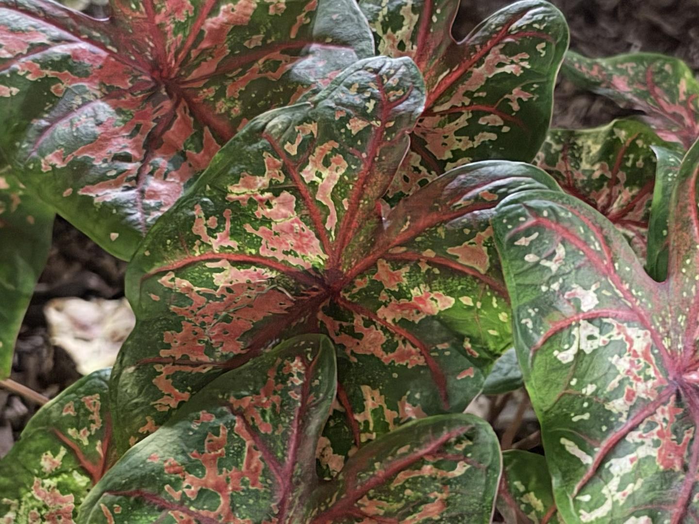 <em>iPhone 18 Pro, f/1.48 and 1.4 second night mode capture</em>,<em> cropped to 100 percent</em>