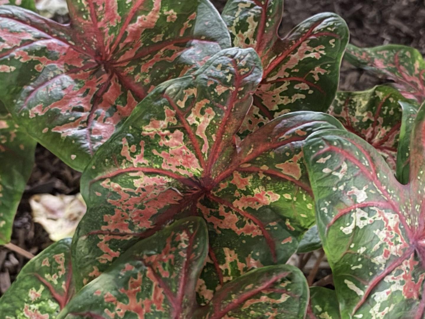 <em>iPhone 18 Pro, f/1.8 and 2.2 second night mode capture</em>,<em> cropped to 100 percent</em>